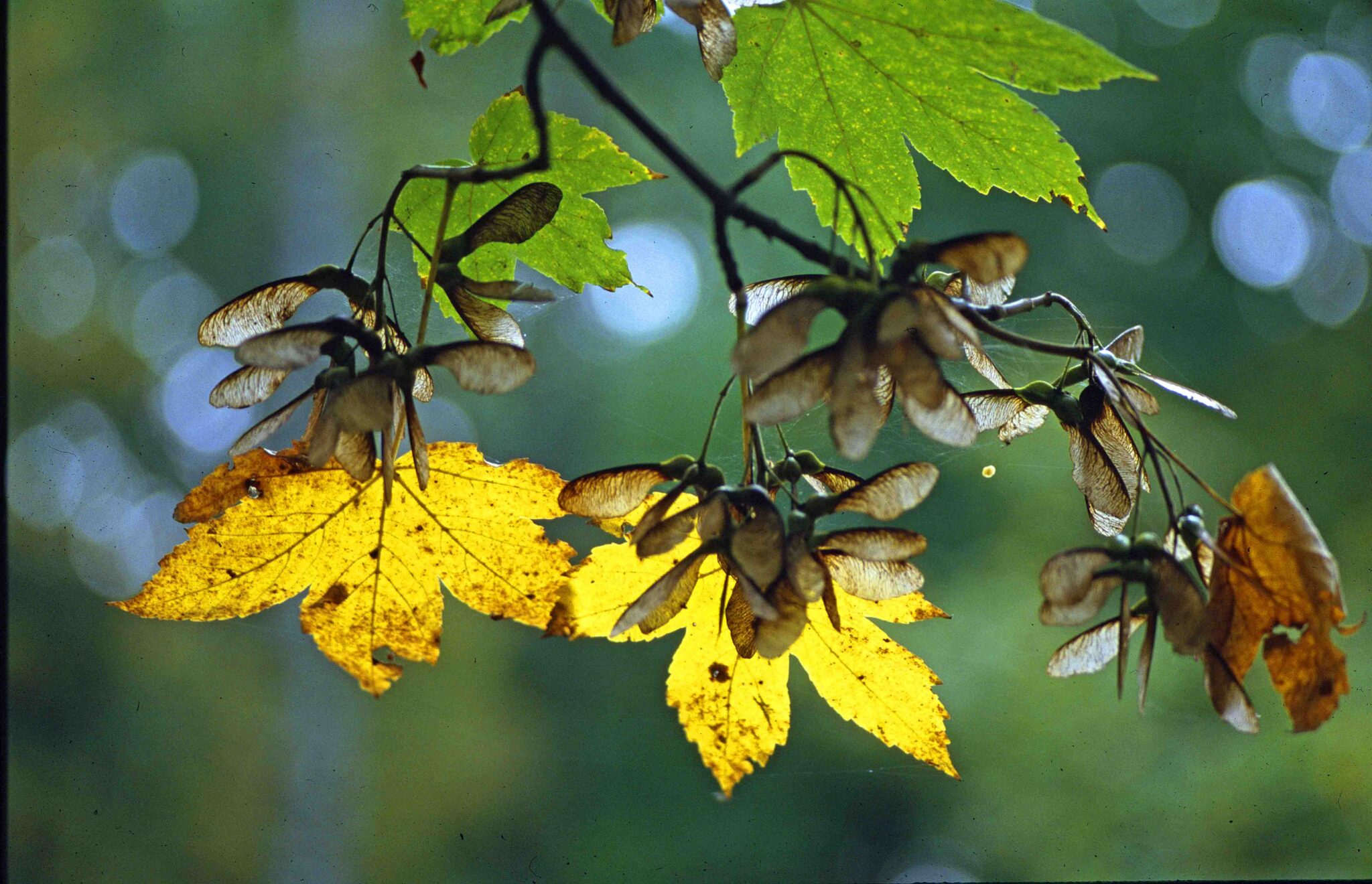 Nahaufnahme eines Baumzweigs mit grünen und gelben Blättern und Büscheln von braunen geflügelten Samen vor einem sanft verschwommenen grünen Hintergrund.
