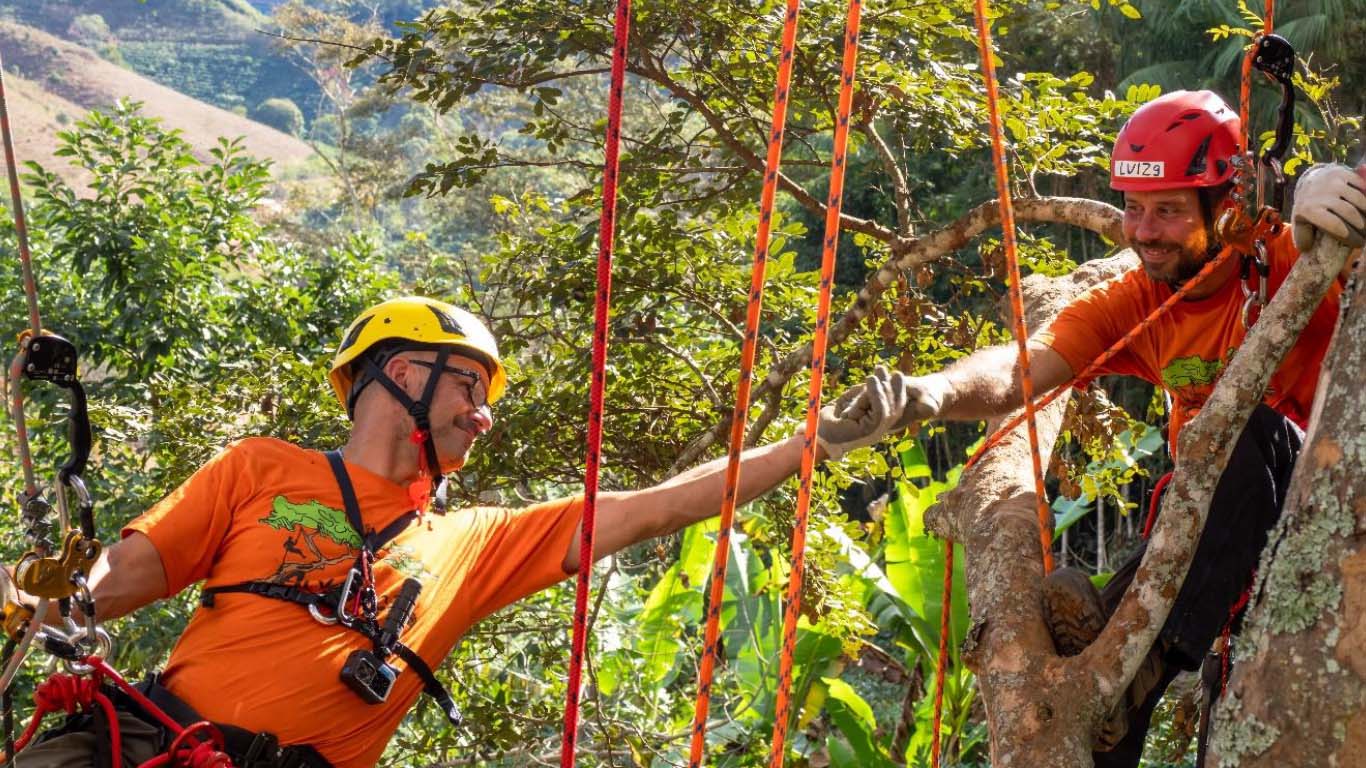 Zwei Männer mit Helmen, orangefarbenen Hemden und Klettergurten stoßen sich mit den Fäusten an, während sie mit Seilen und Kletterausrüstung in den Bäumen arbeiten, umgeben von üppigem grünen Laub.