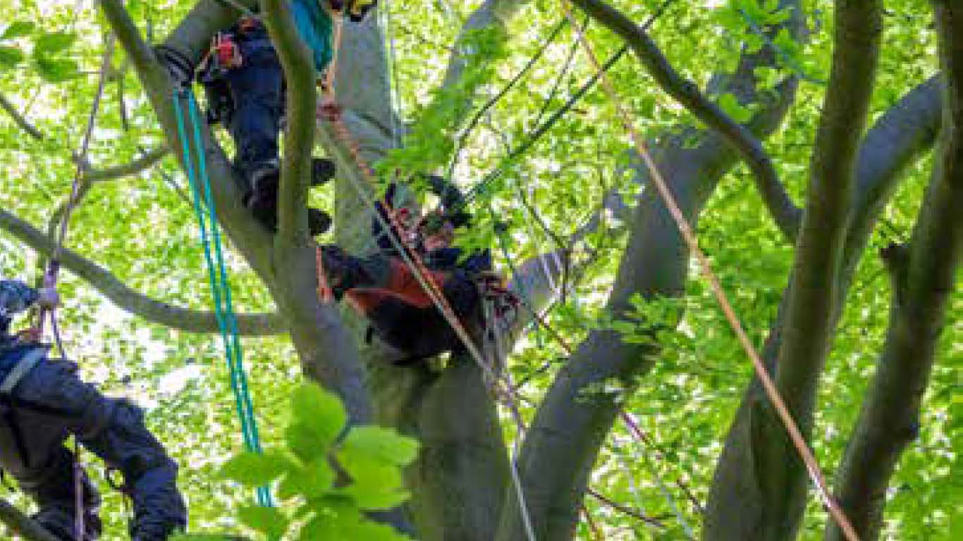 Zwei Personen in Kletterausrüstung und mit Helmen klettern zwischen den Ästen eines belaubten Baumes, wobei sie Seile zur Unterstützung benutzen. Leuchtend grüne Blätter füllen den Hintergrund.