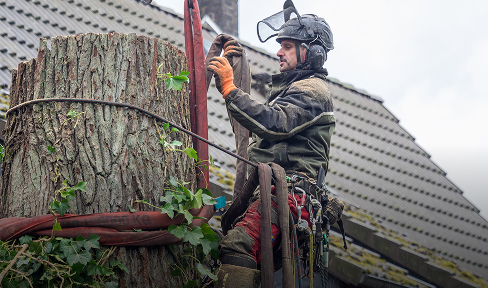 Ein Baumpfleger in Schutzkleidung steht auf einer Plattform mit Gurten neben einem großen Baumstumpf und hantiert mit Seilen und Geräten. Im Hintergrund ist ein Hausdach zu sehen.