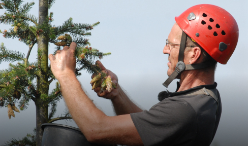 Ein Mann mit rotem Schutzhelm und Brille inspiziert und pflegt die Äste eines kleinen immergrünen Baumes im Freien, wobei er einen schwarzen Eimer am Arm trägt.