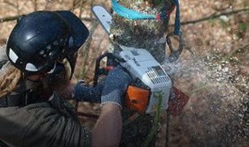 Eine Person in Schutzkleidung sägt mit einer Kettensäge einen Baum durch, wobei Holzspäne und Sägemehl durch die Luft fliegen.