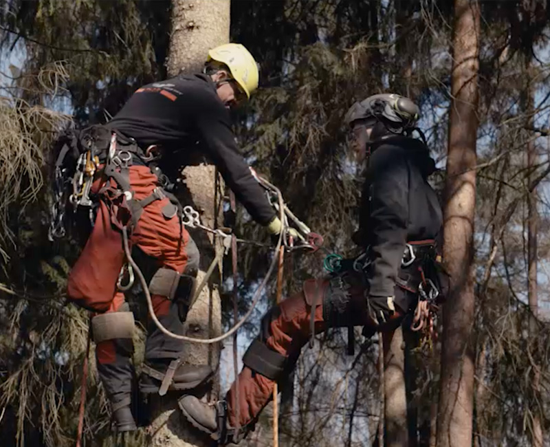 Zwei Personen, die Helme und Gurte tragen, klettern und arbeiten mit Hilfe von Seilen in einem hohen Baum in einem Wald und demonstrieren dabei ihre während der Seilkletterausbildung erlernten Fähigkeiten, während sie Baumpflegeraufgaben ausführen.